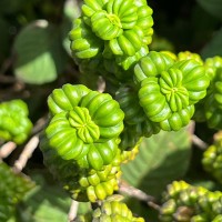 Hedyotis quinquinervia Thwaites